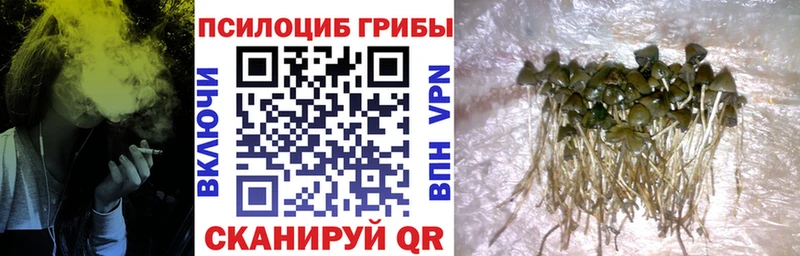 Галлюциногенные грибы Psilocybe  Светлоград 
